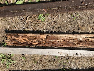 シロアリ　被害