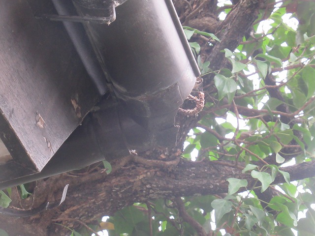 北杜市　雨樋破損