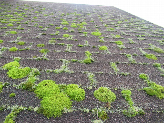 北杜市屋根のこけ