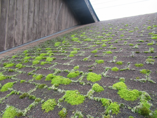 北杜市屋根コケ