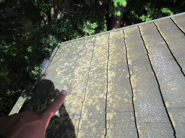 山中湖村　屋根苔