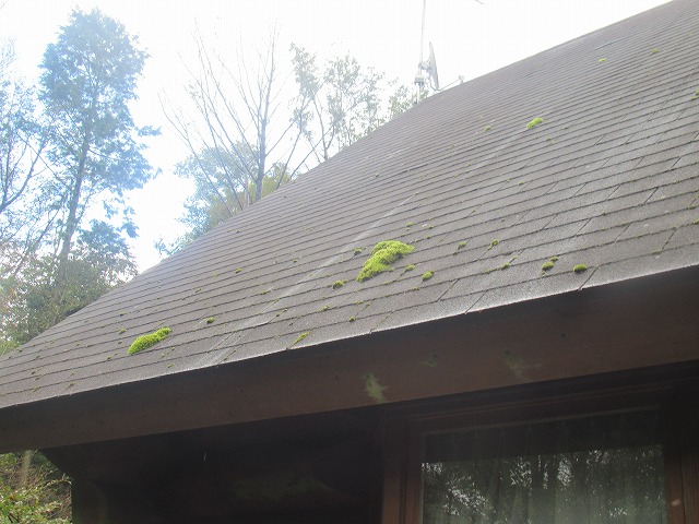 富士河口湖町　アスファルトシングル材コケ