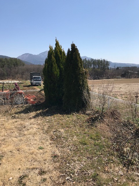 外構工事　撤去樹木