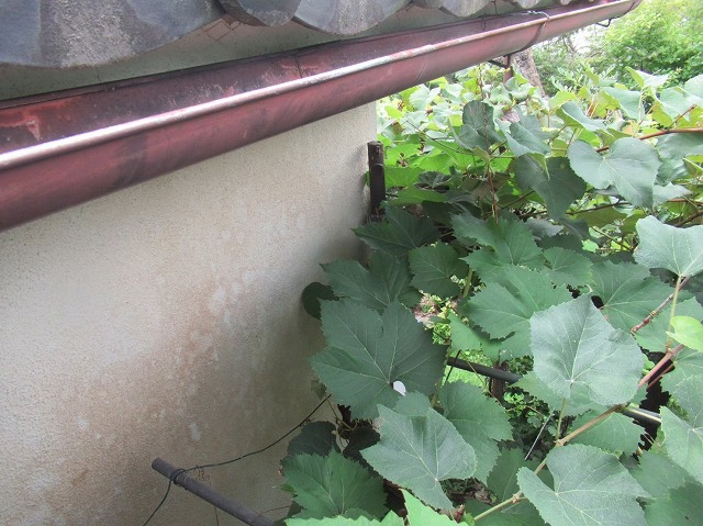 山梨市瓦屋根雨樋錆③