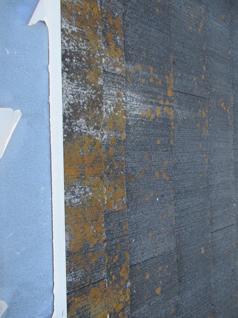 甲府市　スレートこけ