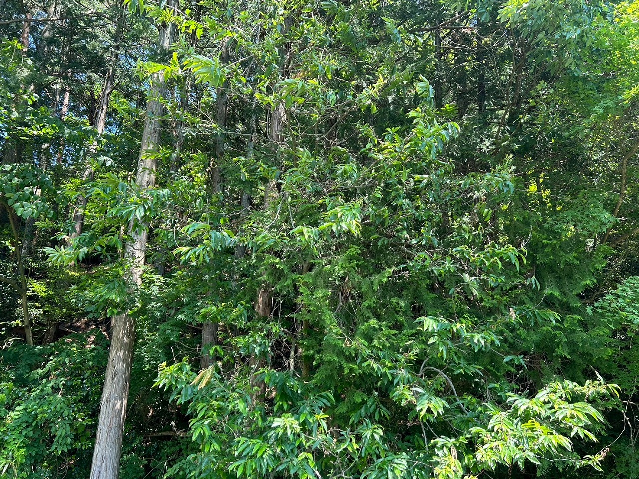山梨市　雨樋詰まり　原因