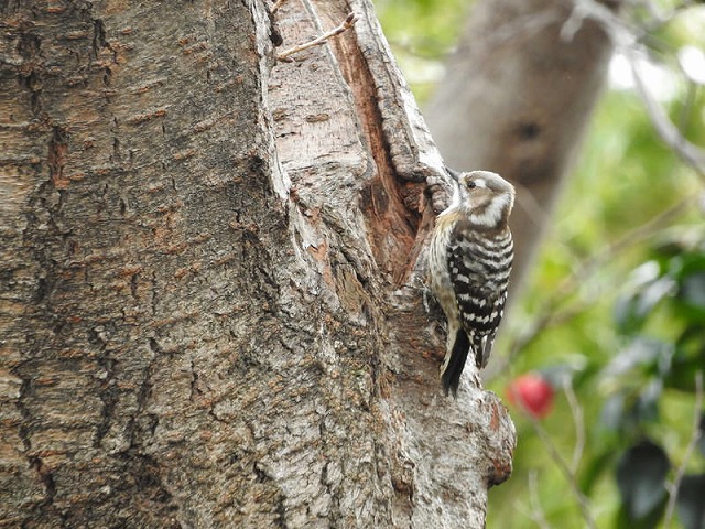 鳥獣　キツツキ