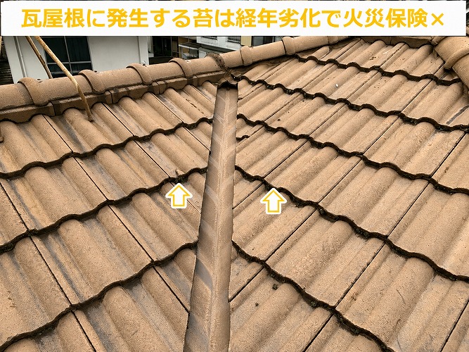 瓦屋根に苔場発生している様子