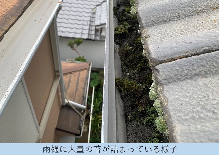 雨樋内部に大量の苔が詰まている様子