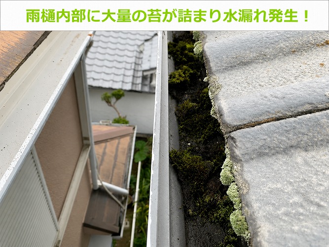 雨樋内部に大量の苔が詰まている様子