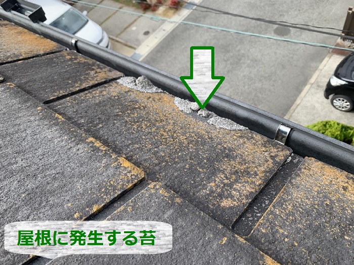 雨漏りしているスレート屋根に発生する苔