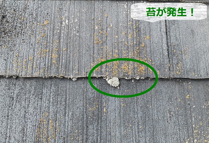 スレート屋根の表面に苔が発生している様子