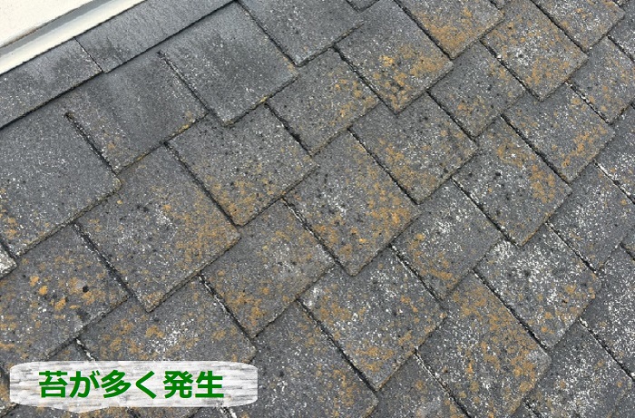 苔が多く発生している様子
