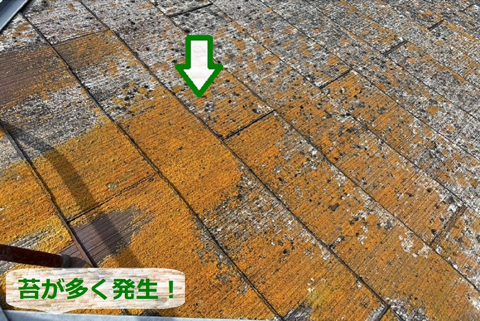 コロニアル屋根に苔が多く発生している様子