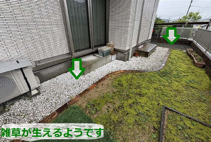 雑草が生えるようです