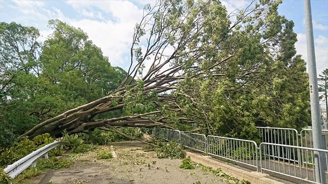 台風２１号は多くの街路樹をなぎ倒し、幹線道路は通行不能になりました。