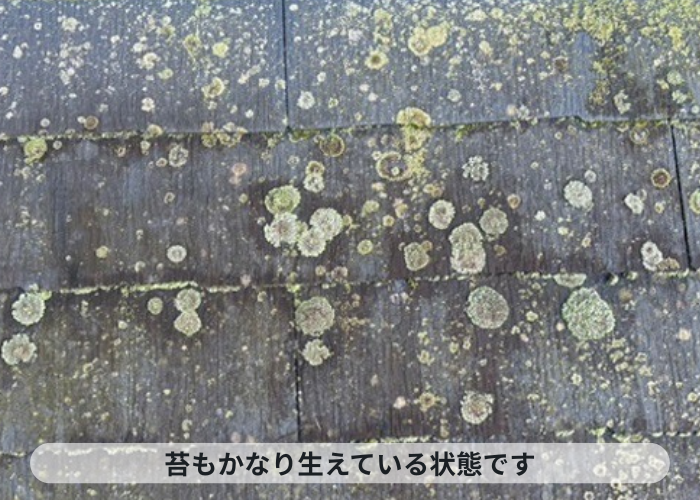 猪名川町 ノンアスベスト屋根材の表面に苔が発生している様子