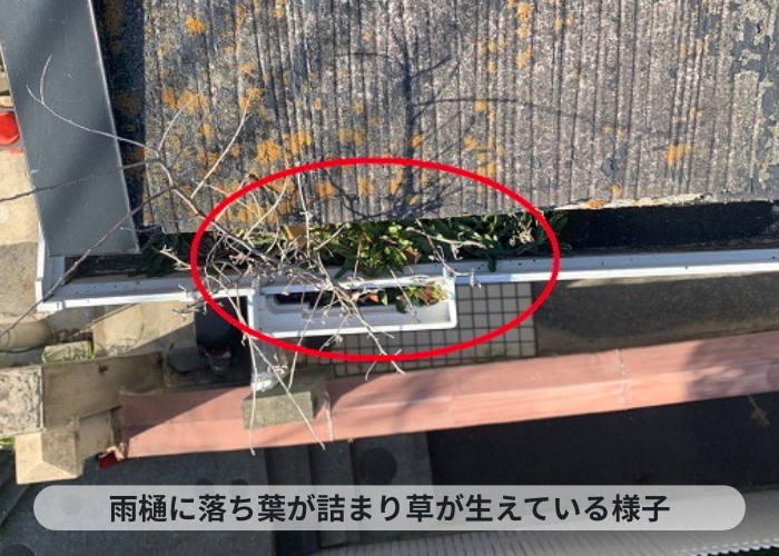 神戸市中央区 雨樋内部に落ち葉が詰まり草が生えている様子