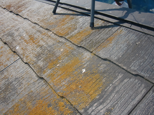 岸和田市摩湯町のコロニアル屋根の苔現況