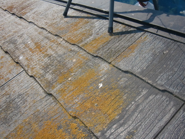 岸和田市摩湯町の屋根の苔