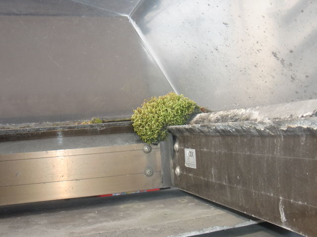 岸和田市吉井町のカーポートの屋根の内側に苔発生