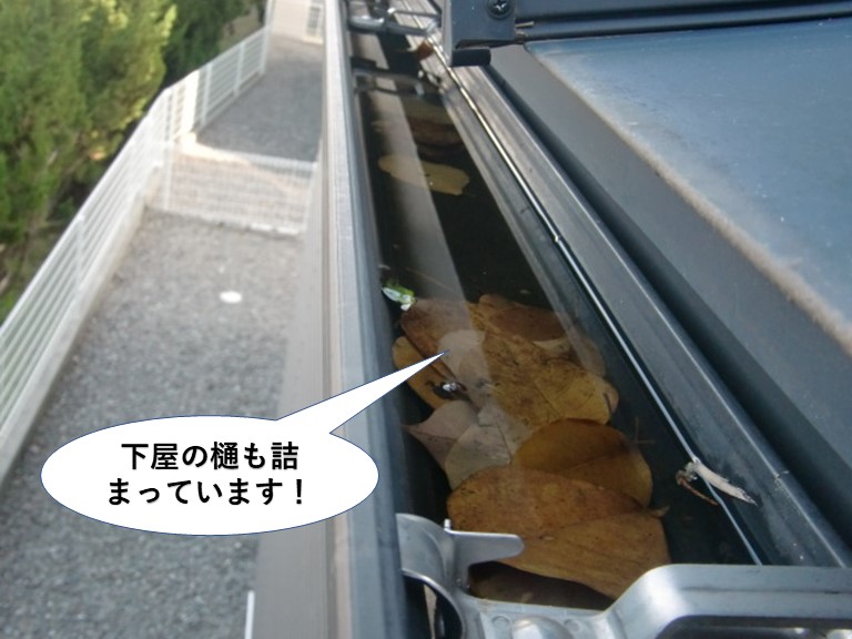 高石市の下屋の樋も詰まっています