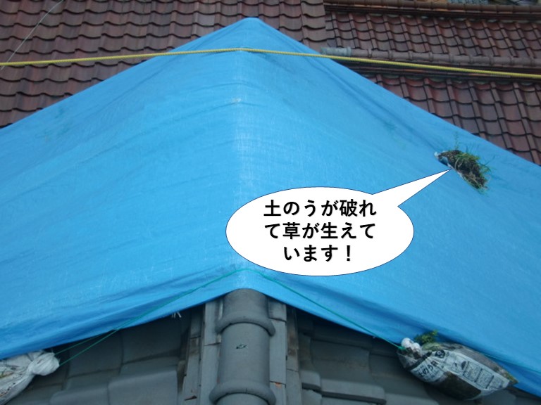 熊取町の屋根の土のうが破れて草が生えています