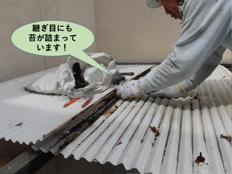 岸和田市の波板の継ぎ目にも苔が詰まっています！