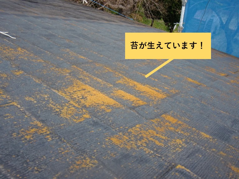 貝塚市のスレート屋根に苔が生えています