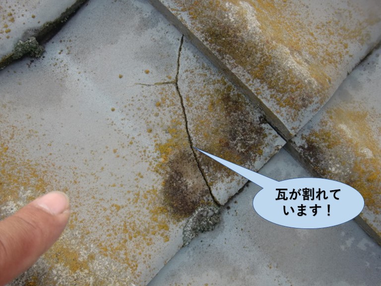 和泉市の瓦が割れています