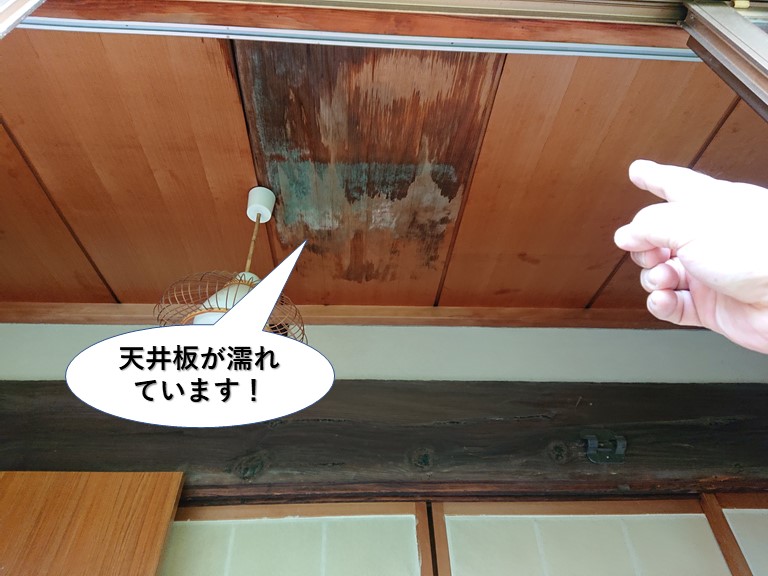 貝塚市の天井板が濡れています
