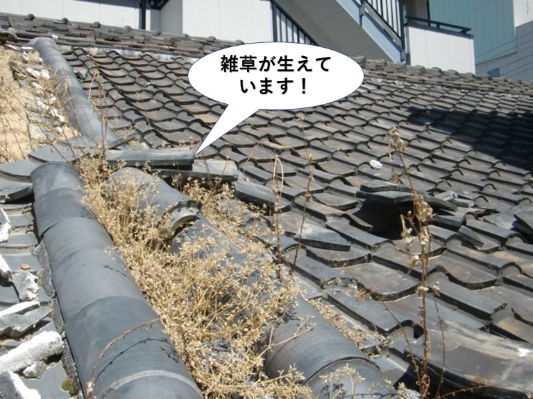 泉大津市の屋根に雑草が生えています