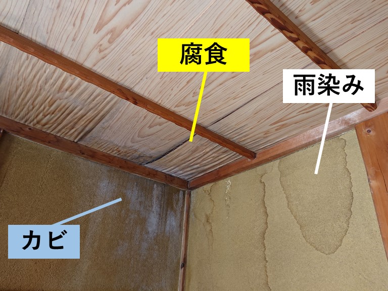 泉大津市の壁にカビが生えています