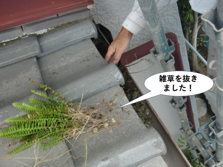 泉大津市の雨樋の中の雑草を抜きました