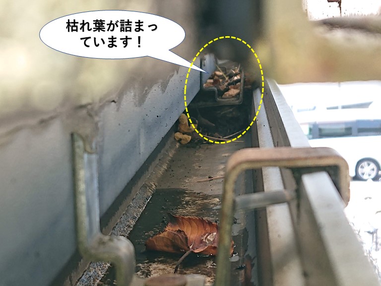 泉大津市の雨樋に枯れ葉が詰まっています