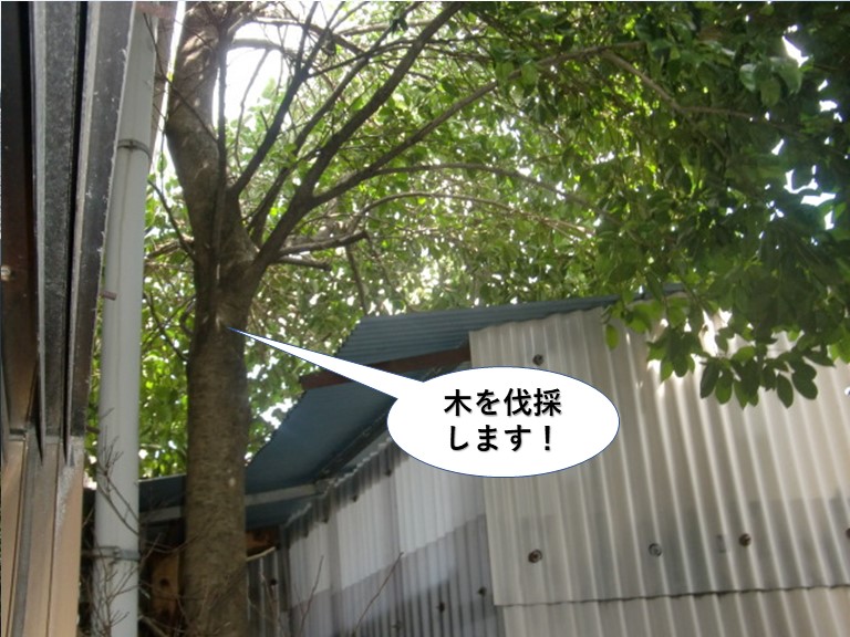 岸和田市の木を伐採します