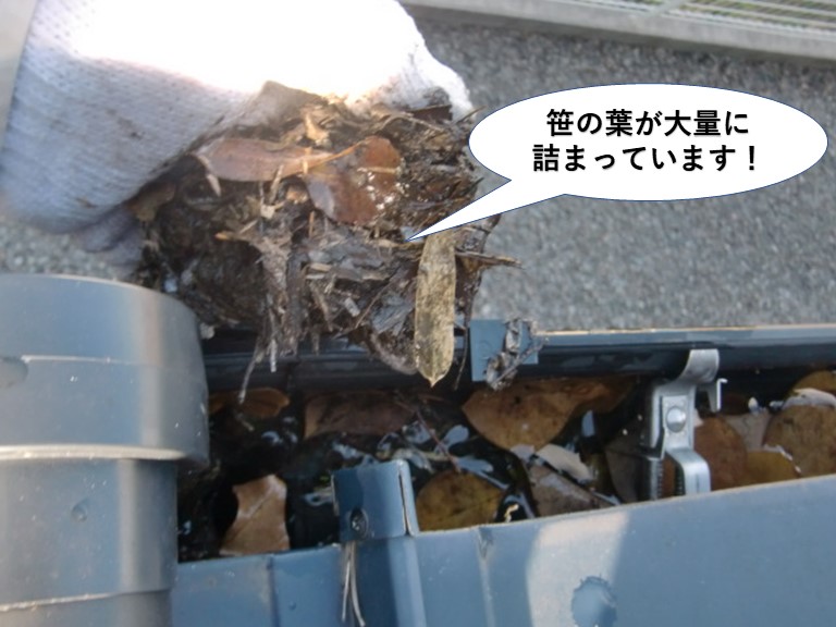 高石市の樋に笹の葉が大量に詰まっています