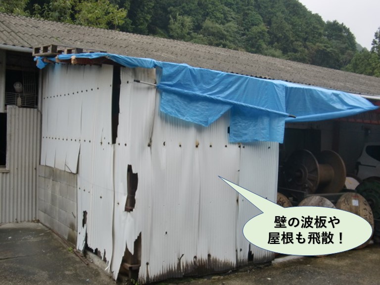 岸和田市の小屋の壁の波板や屋根も飛散