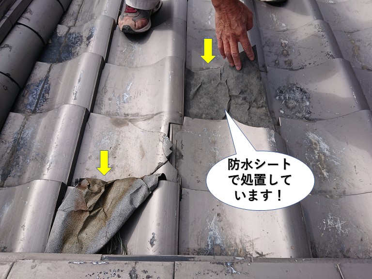 阪南市の割れた瓦に防水シートで処置しています