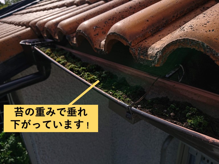 和泉市の樋が苔の重みで垂れ下がっています