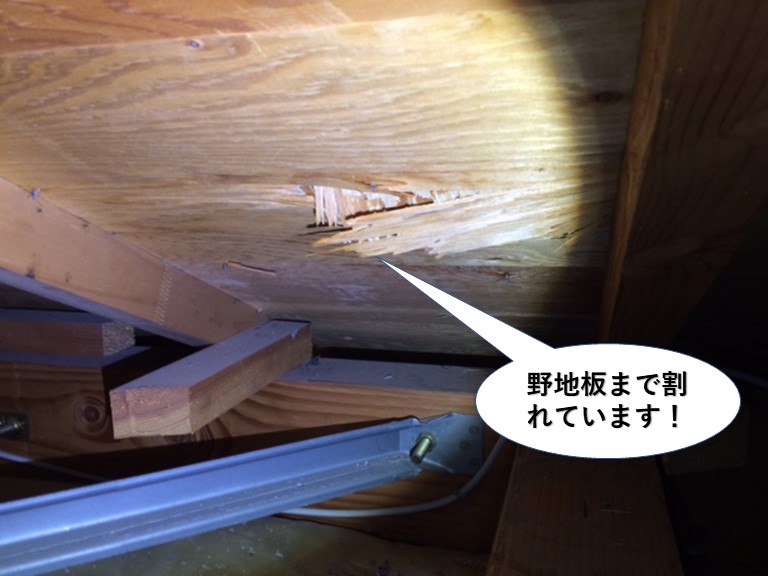 泉南市の野地板まで割れています