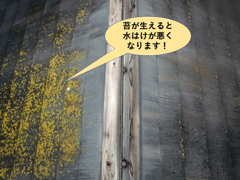 岸和田市の屋根点検・苔が生えると水はけが悪くなります