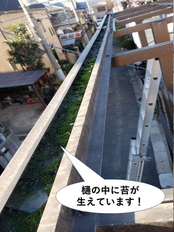 泉佐野市のテラスの樋の中に苔が生えています
