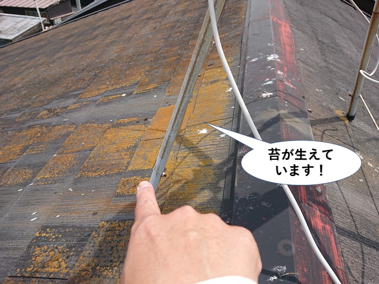 岬町の屋根に苔が生えています