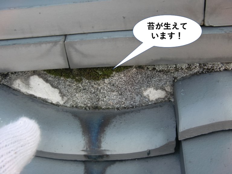 岸和田市の棟に苔が生えています