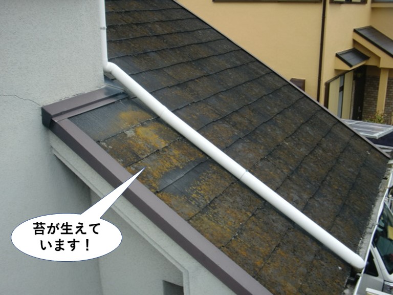 泉南市の屋根に苔が生えています
