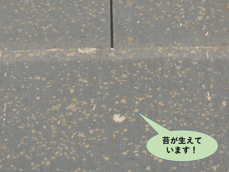 岸和田市の屋根に苔が生えています