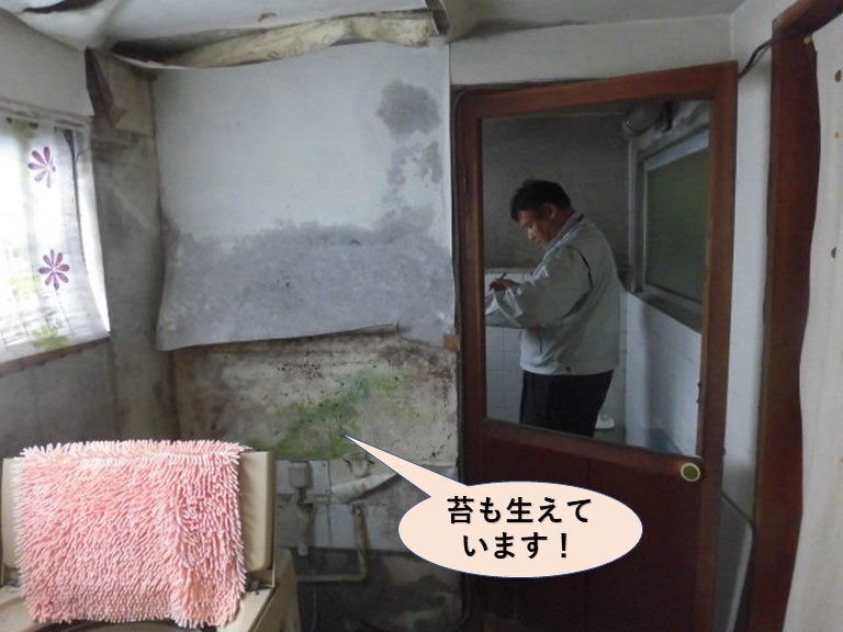 岸和田市の洗面所の壁に苔も生えています