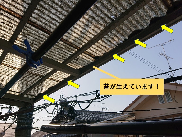 泉大津市の波板に苔が生えています