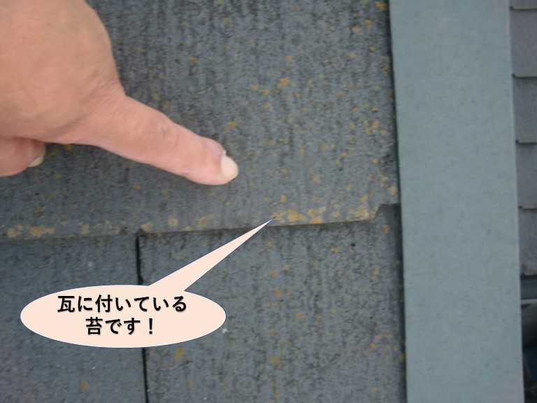 貝塚市の瓦に付いている苔